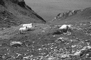 A herd of sheep are grazing on a rocky hillside