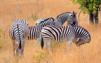 Fototapeta premium A group of zebras standing among the yellow grass in Etosha National Park in Namibia, in the African savannah, during a safari - Etosha National Park, Namibia