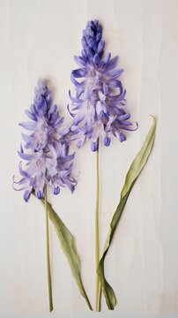 Real pressed Hyacinth flowers lavender blossom petal.