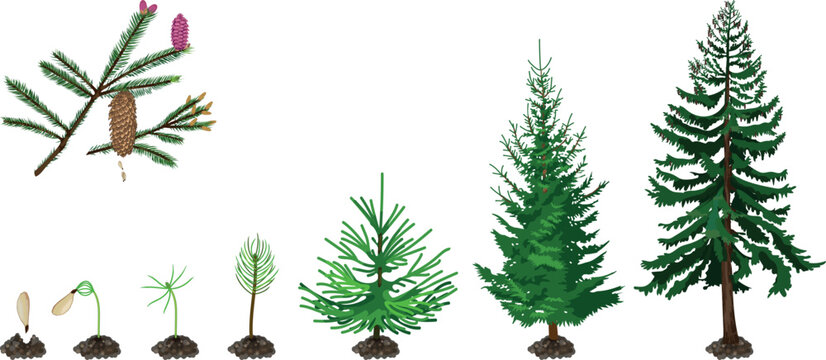 Plant growing from seed to spruce tree. Life cycle of spruce (Picea abies) development from planting the seed and sprouting to mature plant with cones. Growth stages of spruce tree