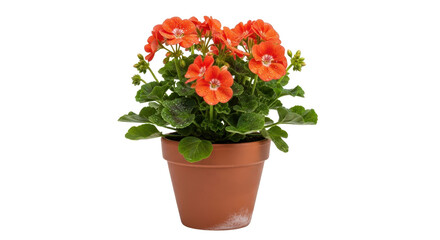 Vibrant orange Pelargonium flowers in a terracotta pot, green leaves, isolated PNG with Transparent Background