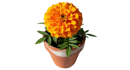 Vibrant orange marigold flower in terracotta pot with green leaves, isolated PNG with Transparent Background
