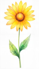 Naklejka premium Clean watercolor clipart of a daisy with vibrant yellow petals on white background 
