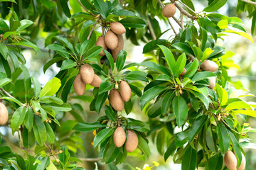 Fresh sapodilla fruits hanging on a branch with lush green leaves in a tropical garden. Known as chikoo or sapota, this organic fruit is shown in its natural environment during the harvest season.