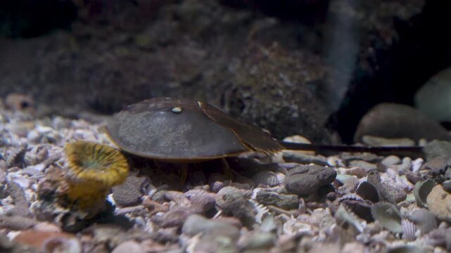 A horseshoe crab crawls across a seabed of pebbles and shells. This prehistoric marine arthropod is viewed in a natural underwater habitat, next to a small cup coral on the sandy bottom surface.