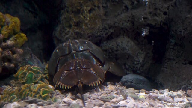 Horseshoe crab crawling on a rocky seabed in an aquarium. Close up view of the ancient marine arthropod shell and long tail on sand with coral and stones. Underwater sea life photography.