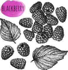 Blackberry. Berries and leaves. Isolated ink sketch. Hand drawn vintage engraving illustration.