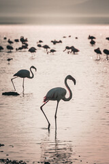 Obraz premium Flamingos in Shallow Wetland Water 