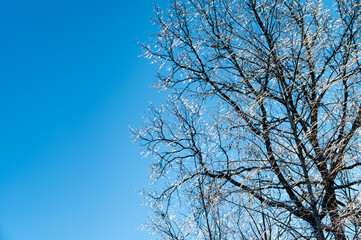 Obraz premium Nature patterns of frozen branches frost covered tree branches with snowy background