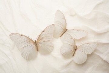 Fototapeta premium Minimalist photography close up flat lay three white butterflies butterfly animal insect.