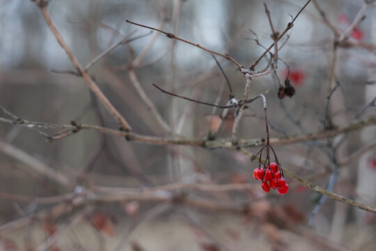 A Small Cluster Of Bright Scarlet Berries Hanging From A Frozen Twig Against A Muted Background In The Woods.