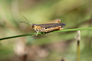 Fototapeta premium Grasshopper Resting on Green Blade of Grass
