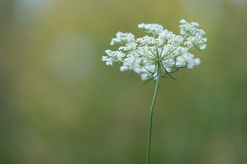 Obraz premium White Wildflower on Soft Green Background