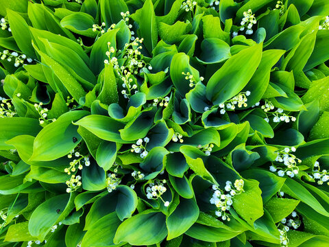 Fresh lily of the valley flowers background with green leaves and water drops. Convallaria majalis for May Day greeting card, spring season concept and natural floral texture