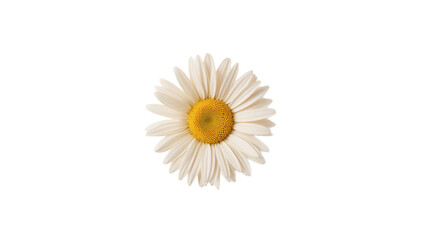 Vivid illustration of a fresh daisy flower, featuring immaculate white petals and a radiant yellow center, symbolizing purity, new beginnings, and simple joy, isolated on white