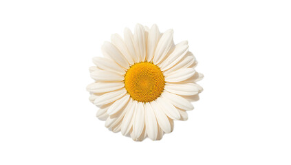 Close-up of a vibrant white daisy flower with a bright yellow center, blooming beautifully and isolated on a clean white background, showcasing its delicate petals and natural elegance