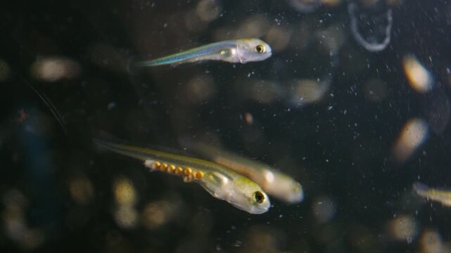 Koi and tilapia fry swimming gently in dark aquarium, macro view in slow motion, abstract flow of small creatures creating natural rhythm and fluid beauty of underwater movement