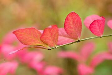 Plant list 2025 - Euonymus alatus
