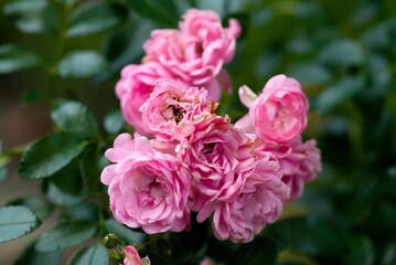 Obraz premium Plant list 2025 - A close-up of pink roses in full bloom
