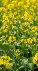 Fototapeta premium yellow flowers in a field