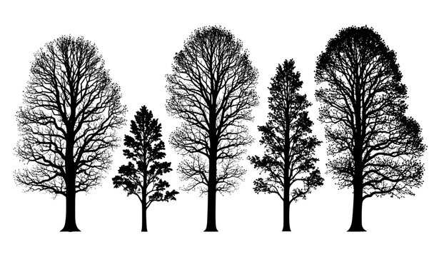 Sycamore tree silhouette vector set isolated on white background