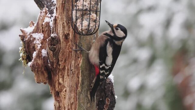 Buntspecht, Great Spotted Woodpecker, Dendrocopos major