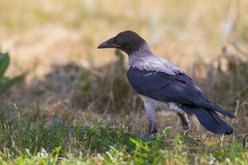 Obraz premium A young hooded crow (Corvus corone cornix) sits on the ground foraging for food. Close-up detailed photo.
