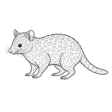 Spotted Quoll Marsupial Line Art Illustration for Australian Wildlife Coloring Pages
