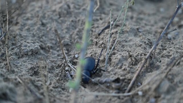Close-up Black darkling beetle on dry, rocky path with sparse ready to use 