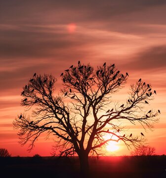 Birds Silhouette on Tree Branch Against Dramatic Sunset Sky