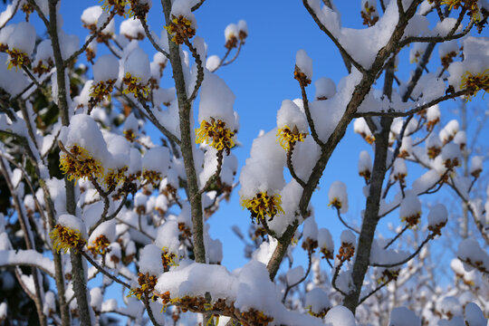 Hamamelis witch hazel tree covered with snow in winter