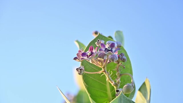 Calotropis procera with blue sky, beautiful flower, flowers with green leaves, 