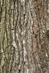 Fototapeta premium Plant list 2025 - Quercus macrocarpa (Michx)