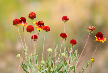Naklejka premium blanket flower