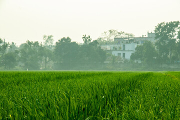 Lush green rice paddy field in rural Asia during monsoon season