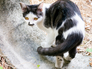 Cute Black and White Cat Side Profile Portrait in Garden Outdoor Setting © Tavan