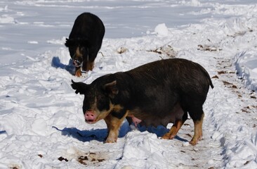 Two pigs navigate snowy path, showcasing farm animal resilience in cold and harsh weather conditions.