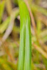 Plant list 2025 - Scirpus sylvaticus © cristographic
