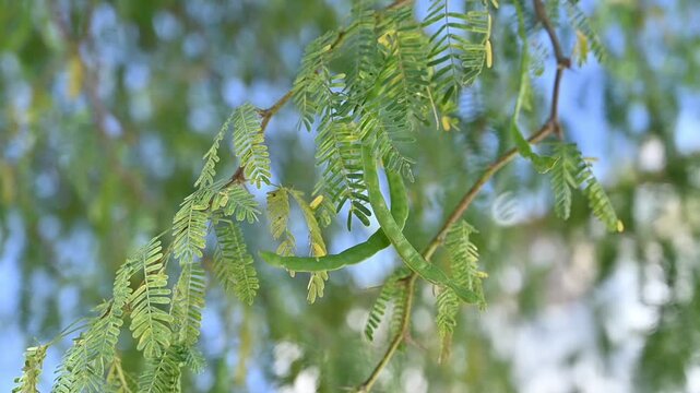 A clear, detailed close-up showing the delicate, feathery leaf structure of the Baval prosopis juliflora tree, highlighting its natural pattern, texture, 