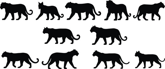 Black panther silhouettes collection showing multiple walking big cat poses, wild feline animal icons isolated on white background © KagenChandro