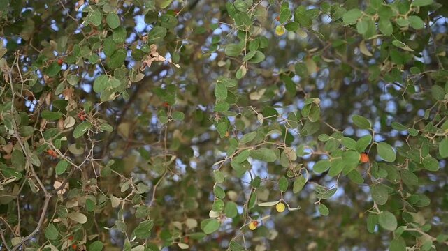 Clusters of jujube fruits moving softly with the breeze on a leafy Ziziphus mauritiana tree in natural daylight ready to use