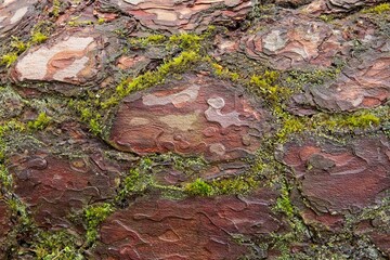 Close-up of pine tree bark (pinus), with green moss and lichen, in forest in summer, Saaremaa, Estonia, Europe.