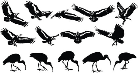 Fototapeta premium Flying bird silhouettes set featuring ibis crow raven and vulture poses isolated on white background illustration vector design