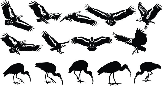 Flying bird silhouettes set featuring ibis crow raven and vulture poses isolated on white background illustration vector design
