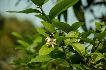 Carpenter bee or Xylocopa collecting nectar from a citrus flower