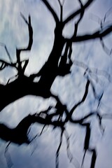 ICM of dry tree&acute;s branches against cloudy sky in summer using intentional camera movement, Loode tammik, Saaremaa, Estonia.