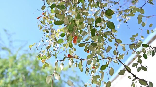 Clusters of jujube fruits moving softly with the breeze on a leafy Ziziphus mauritiana tree in natural daylight ready to use