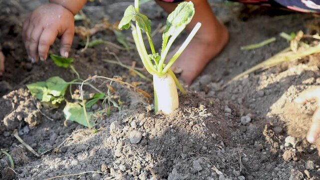 Close up of hands pulling round radish from soil during harvest symbolizing agriculture organic vegetable farming manual labor traditional cultivation and rural livelihood