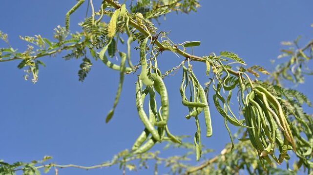 A clear, detailed close-up showing the delicate, feathery leaf structure of the Baval prosopis juliflora tree, highlighting its natural pattern, texture, 