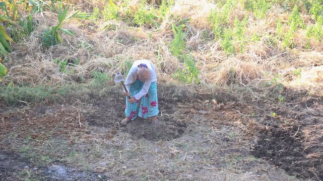 Portrait of a ninety five year old village woman working outdoors symbolizing resilience hard work rural life poverty traditional lifestyle strength and generational farming culture